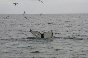 Humpback whale #HBIRL3 Fluking off Mine Head, Co. Waterford 15/07/02 Joe Aston